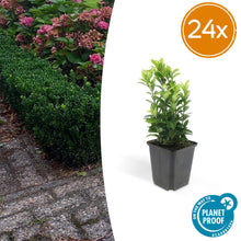 Buitenplant 24x Euonymus japonicus 'Green Spire' - Groenblijvend - Pot Ø 9cm Hoogte ↕ 10-25cm