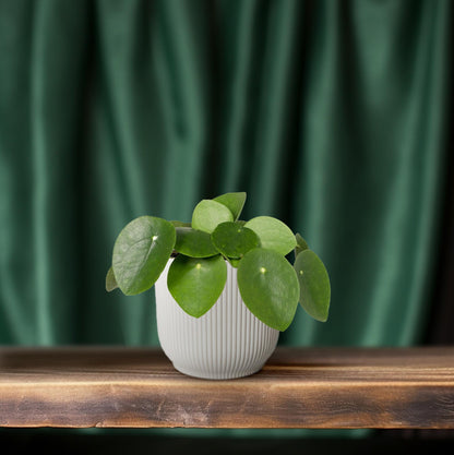 Kamerplant - Pilea Peperomioides - Pannekoekenplant - Pot Ø 12cm Hoogte ↕ 20cm