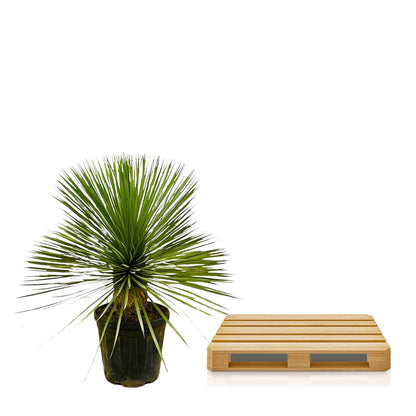 Kamerplant - Yucca Rostrata op stam - Pot Ø 27cm Hoogte ↕ 70cm