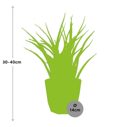 Kamerplant - Sansevieria Fernwood Punk - Luchtzuiverend - Inclusief sierpot - Pot Ø 14cm
