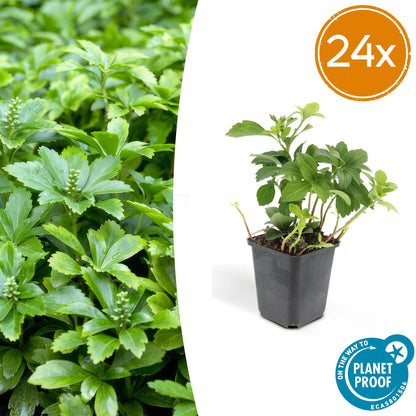 Buitenplant 24x Pachysandra term. 'Green Carpet' - Pot Ø 9cm Hoogte ↕ 10-25cm