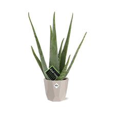 Kamerplant - Aloe Vera - Pot Ø 12cm