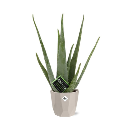 Kamerplant - Aloe Vera - Pot Ø 12cm