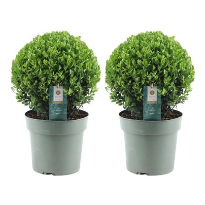 Buitenplant 2x Ilex crenata 'Jenny' Bol XL - Pot Ø 25cm