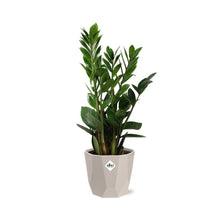 Kamerplant - Zamioculcas - Pot Ø 14cm Hoogte ↕ 45-50cm