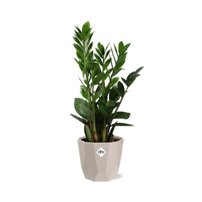 Kamerplant - Zamioculcas - Pot Ø 14cm Hoogte ↕ 45-50cm