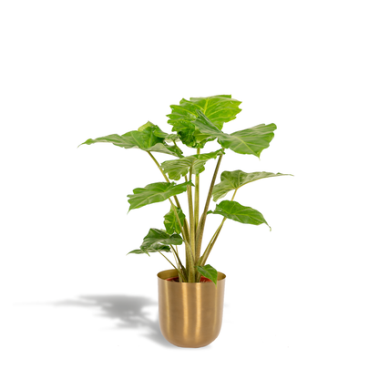 Kamerplant - Alocasia Portodora - Inclusief sierpot - Pot Ø 21cm Hoogte ↕ 80cm