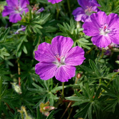 24x Geranium sanguineum - ↕10-25cm - Ø9cm