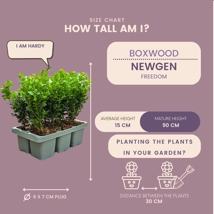 Buitenplant 48x Buxus NewGen Freedom - Winterhard - Pot Ø 7cm Hoogte ↕ 15cm