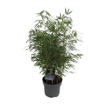 Buitenplant - Fargesia Rufa - Winterhard - Pot Ø 23cm Hoogte ↕ 95cm