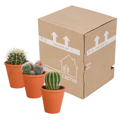 Kamerplant 3x Bolcactus Mix - in Terracotta Pot - Pot Ø 8,5cm