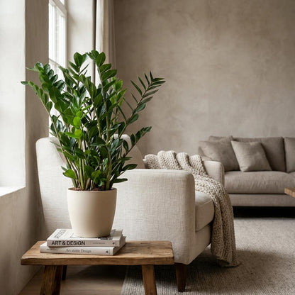 Kamerplant - Zamioculcas Zamiifolia - met Potter wit - Pot Ø 21cm Hoogte ↕ 80cm