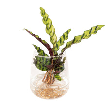 Kamerplant - Calathea Insignis in Kingston glas - Pot Ø 12cm Hoogte ↕ 30cm
