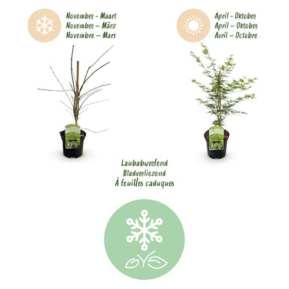 Buitenplant - Acer palmatum 'Emerald Lace' - Groen - Bladverliezend - Pot Ø 19cm Hoogte ↕ 70cm