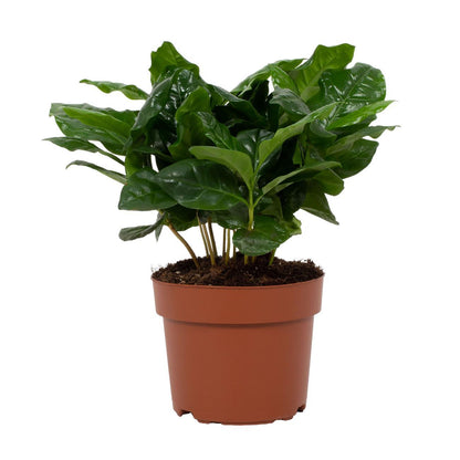 Kamerplant - Coffea Arabica - Pot Ø 12cm Hoogte ↕ 22cm