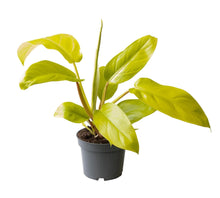Kamerplant - Philodendron Lemon Lime - Pot Ø 12cm Hoogte ↕ 25cm