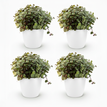 Kamerplant 4x Callisia repens - Pot Ø 12cm Hoogte ↕ 17-20cm