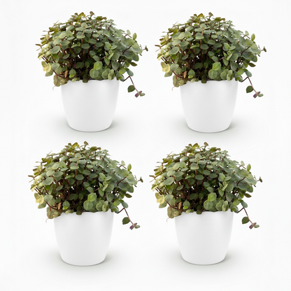 Kamerplant 4x Callisia repens - Pot Ø 12cm Hoogte ↕ 17-20cm
