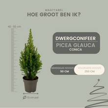 Buitenplant 2x Picea glauca Perfecta - Winterhard - Pot Ø 15cm Hoogte ↕ 40cm