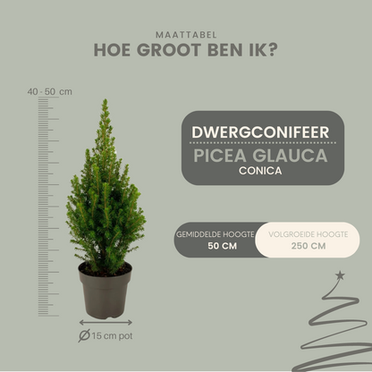 Buitenplant 2x Picea glauca Perfecta - Winterhard - Pot Ø 15cm Hoogte ↕ 40cm