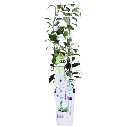 Buitenplant - Trachelospermum 'Star of Venice' - Toscaanse Jasmijn - Pot Ø 15cm Hoogte ↕ 65cm