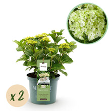 Buitenplant 2x Hydrangea Magical Nobless - Wit Bloeiend - Pot Ø 23cm Hoogte ↕ 55cm