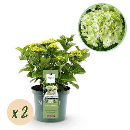 Buitenplant 2x Hydrangea Magical Nobless - Wit Bloeiend - Pot Ø 23cm Hoogte ↕ 55cm