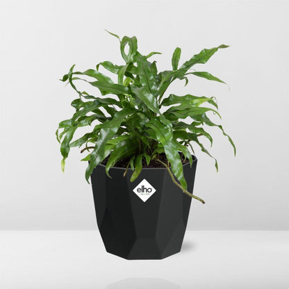 Kamerplant - Microsorum Diversifolium - Pot Ø 14cm