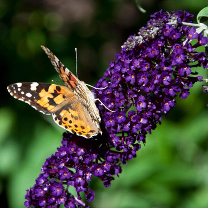 Buitenplant - Buddleja davidii 'Black Night' - Winterhard, Bloeiend - Pot Ø 17cm Hoogte ↕ 45cm