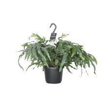 Kamerplant - Phlebodium Aureum Blue Star - Pot Ø 17cm Hoogte ↕ 50cm