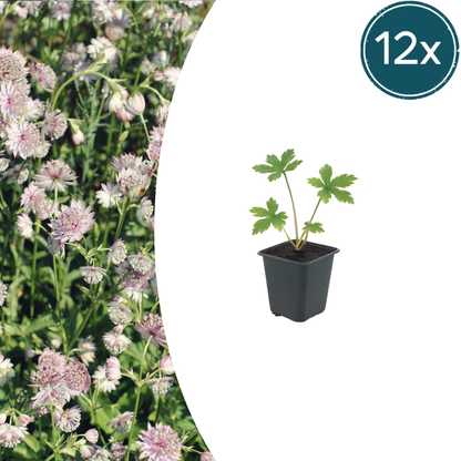 Buitenplant 12x Astrantia major - Bloeiend - Pot Ø 9cm Hoogte ↕ 10-25cm