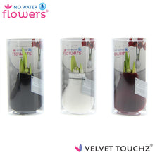 Kamerplant 3x Velvet Touchz Classic Mix in Koker - Pot Ø 7cm Hoogte ↕ 15cm