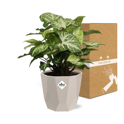 Kamerplant - Syngonium Arrow - Pot Ø 14cm