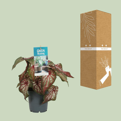 Kamerplant - Caladium Bicolor - Pot Ø 12cm Hoogte ↕ 25cm