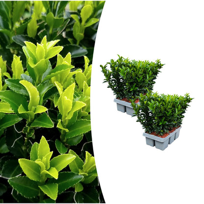 Buitenplant 12x Euonymus 'Green Spire' - Pot Ø 7cm Hoogte ↕ 15cm