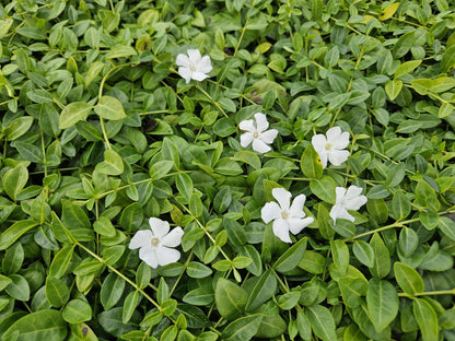 Buitenplant 12x Vinca minor 'Gertrude Jekyll' - Pot Ø 9cm Hoogte ↕ 10-25cm