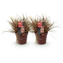 Buitenplant 2x Uncinia rubra 'Everflame' - Bladhoudend - Pot Ø 17cm Hoogte ↕ 50cm