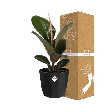 Kamerplant - Ficus Elastica 'Robusta' - Pot Ø 14cm