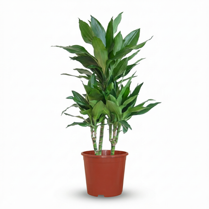 Kamerplant - Dracaena Janet Craig (Drakenbloedboom) - Pot Ø 21cm Hoogte ↕ 90-100cm