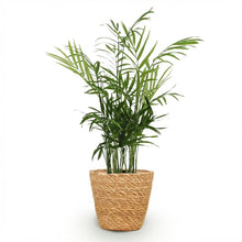 Kamerplant - Chamaedorea elegans - Goudpalm - Pot Ø 12cm Hoogte ↕ 15cm