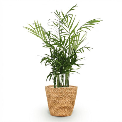 Kamerplant - Chamaedorea elegans - Goudpalm - Pot Ø 12cm Hoogte ↕ 15cm