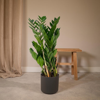 Kamerplant - Zamioculcas Zamiifolia - Pot Ø 17cm Hoogte ↕ 70cm