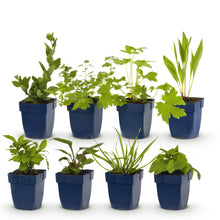 Buitenplant - Borderpakket Bijen en Vlinderlokkend - 8 Vaste planten - 1 m2 - Pot Ø 11cm