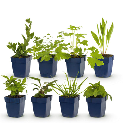 Buitenplant - Borderpakket Bijen en Vlinderlokkend - 8 Vaste planten - 1 m2 - Pot Ø 11cm