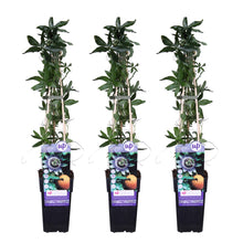 Buitenplant 3x Passiflora caerulea - Klimplant - Bloeiend - Pot Ø 15cm Hoogte ↕ 65cm