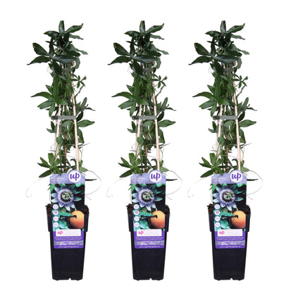 Buitenplant 3x Passiflora caerulea - Klimplant - Bloeiend - Pot Ø 15cm Hoogte ↕ 65cm