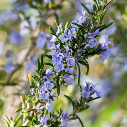 Buitenplant - Rosmarinus officinalis op stam - Winterhard - Pot Ø 19cm Hoogte ↕ 90cm