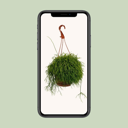 Kamerplant - Rhipsalis Cassutha - Hangplant - Pot Ø 17cm Hoogte ↕ 45cm