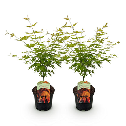 Buitenplant 2x Acer palmatum 'Orange Dream' - Bladverliezend - Pot Ø 19cm Hoogte ↕ 70cm