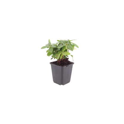 Buitenplant 12x Euphorbia amygdaloides robbiae - Pot Ø 9cm Hoogte ↕ 10-25cm